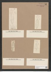Navicula cotiformis Grun. (de-Toni-Nr.: Genus 1, Species 35) Zeichnungen Sammlung Grunow Nr. 92 (NHMW-BOT-W0366297)
